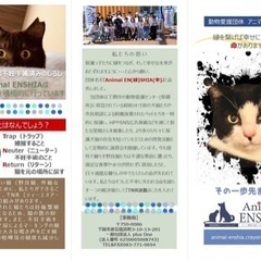 令和4年10月より譲渡型保護猫シェルター開設します！ − 山口県