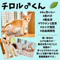 大人しいポルチェ君♂7/24(日)ペットパークP2西長住店の譲渡会に参加！ - 福岡市