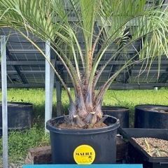 ココスヤシ ココスヤシ 1.9m