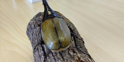 ヘラクレスオオカブト♂132mmペア