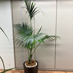 観葉植物 引き取りのみ 配送不可