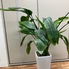 観葉植物 引き取りのみ 配送不可
