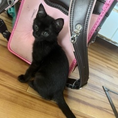 まだまだ募集中！人懐こくお目めがくりくりな可愛い黒猫ちゃん