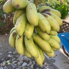 島バナナ　画像全て