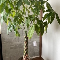 観葉植物 ⭐︎ パキラ 