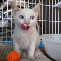 生後2〜3ヶ月。雄の白猫