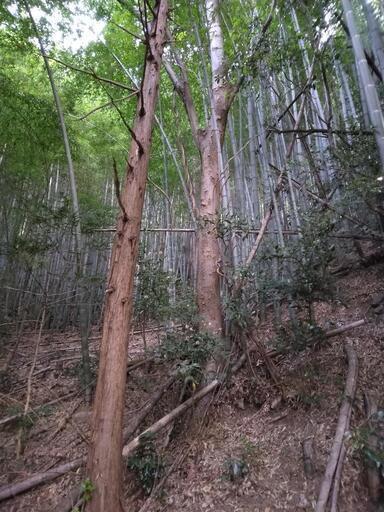 ケヤキの木