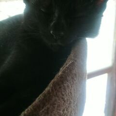 可愛い黒の子猫です