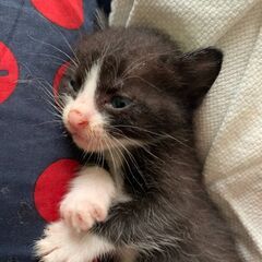 生後3週間くらい★離乳したばかりの子猫★白黒2匹きょうだい子猫