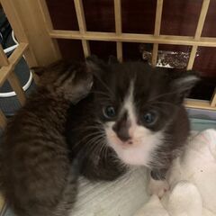 生後3週間くらい★離乳したばかりの子猫★白黒2匹きょうだい子猫 - 印西市