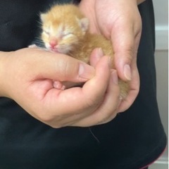 生後2週間未満の子猫です - 飯塚市
