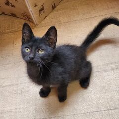 人懐っこい黒猫★男の子★3ヶ月 - 大阪市