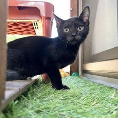 人懐っこい黒猫★男の子★3ヶ月 − 大阪府