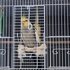 オカメインコ　お問合せが多い為一旦新規の方のみ中止します。