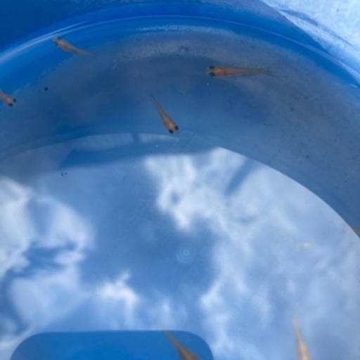 楊貴妃メダカパンダ稚魚一匹0円 健太郎 鈴鹿の自転車の中古あげます 譲ります ジモティーで不用品の処分