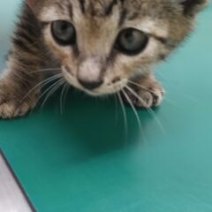 保護猫の里親募集しています