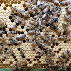 【ネット決済】西洋蜜蜂 ミツバチ 7枚群 7枚箱付