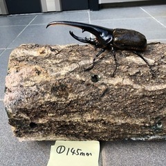 ①ヘラクレスオオカブトムシ145mm