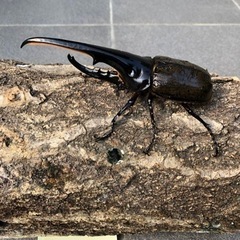 ①ヘラクレスオオカブトムシ145mm