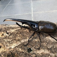 ①ヘラクレスオオカブトムシ145mm