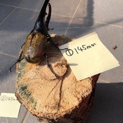 ①ヘラクレスオオカブトムシ145mm