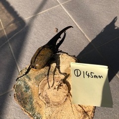 ①ヘラクレスオオカブトムシ145mm