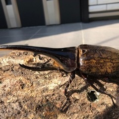 ③ヘラクレスオオカブトムシ146mm
