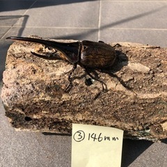 ③ヘラクレスオオカブトムシ146mm