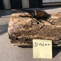 ③ヘラクレスオオカブトムシ146mm