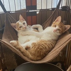 2匹の保護猫兄妹