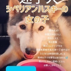 茨城県鹿嶋市にてシベリアンハスキーの迷子犬