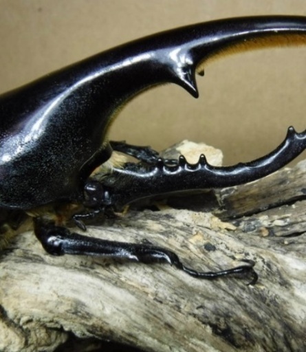 【ヘラクレスオオカブトムシ】 カブトムシ　クワガタ