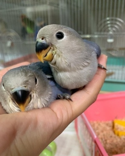 下手慣れwfバイオレットコザクラインコ Ai Noah 藤棚のペットの無料広告 無料掲載の掲示板 ジモティー 下手慣れwfバイオレットコザクラインコ Ai Noah 藤棚のペットの無料広告 無料掲載の掲示板 ジモティー