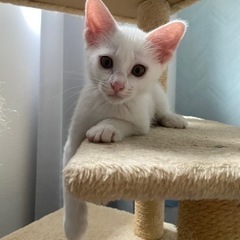 白猫　オス　2ヶ月 − 熊本県