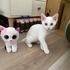 白猫　オス　2ヶ月 - 猫