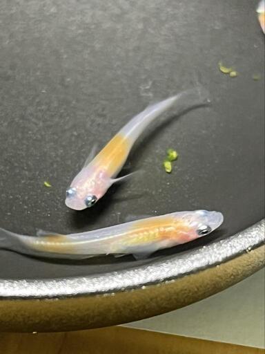 メダカ破格 花小屋様血統小町若魚一匹１００円 笑福メダカ 飯能のその他の中古あげます 譲ります ジモティーで不用品の処分
