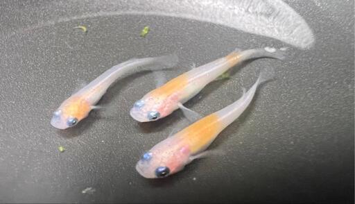 メダカ破格 花小屋様血統小町若魚一匹１００円 笑福メダカ 飯能のその他の中古あげます 譲ります ジモティーで不用品の処分