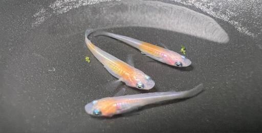 メダカ破格 花小屋様血統小町若魚一匹１００円 笑福メダカ 飯能のその他の中古あげます 譲ります ジモティーで不用品の処分