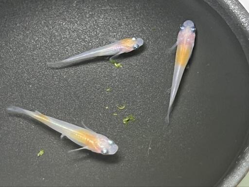 メダカ破格 花小屋様血統小町若魚一匹１００円 笑福メダカ 飯能のその他の中古あげます 譲ります ジモティーで不用品の処分