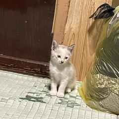 子猫の里親の画像