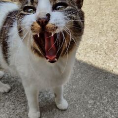 野良猫の里親募集♪ - 松山市