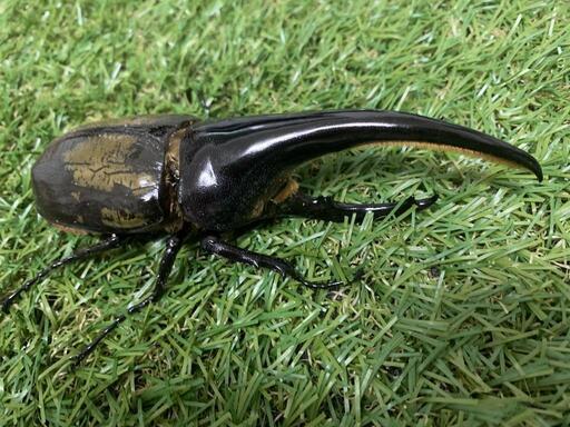外国産カブトムシ　ヘラクレス