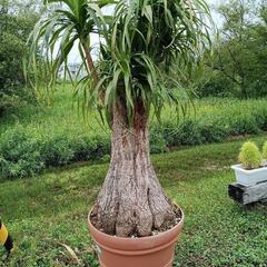 お話し中／大きなトックリラン