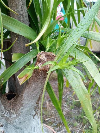 お話し中／大きなトックリラン 2024 