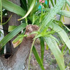 お話し中／大きなトックリラン