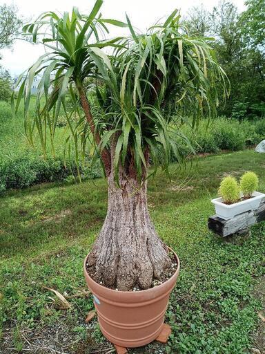 お話し中／大きなトックリラン