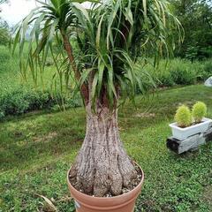 お話し中／大きなトックリラン