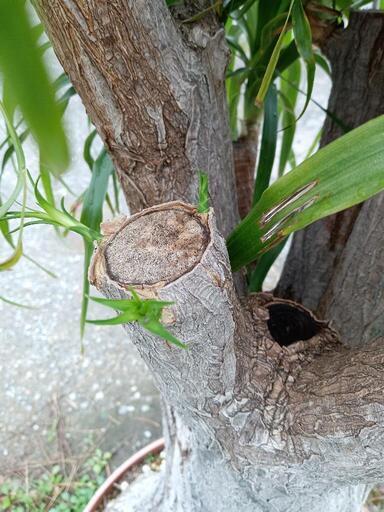 お話し中／大きなトックリラン