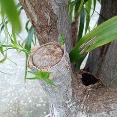 お話し中／大きなトックリラン