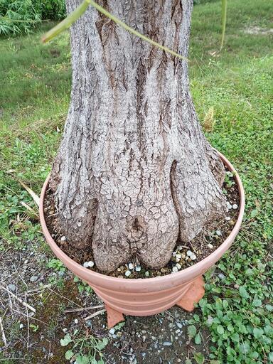 お話し中／大きなトックリラン 2024 